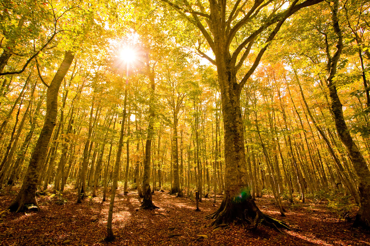 JAPAN YOGA RETREAT Sep. 28th - Oct. 4th, 2026 with Dagmar Spremberg