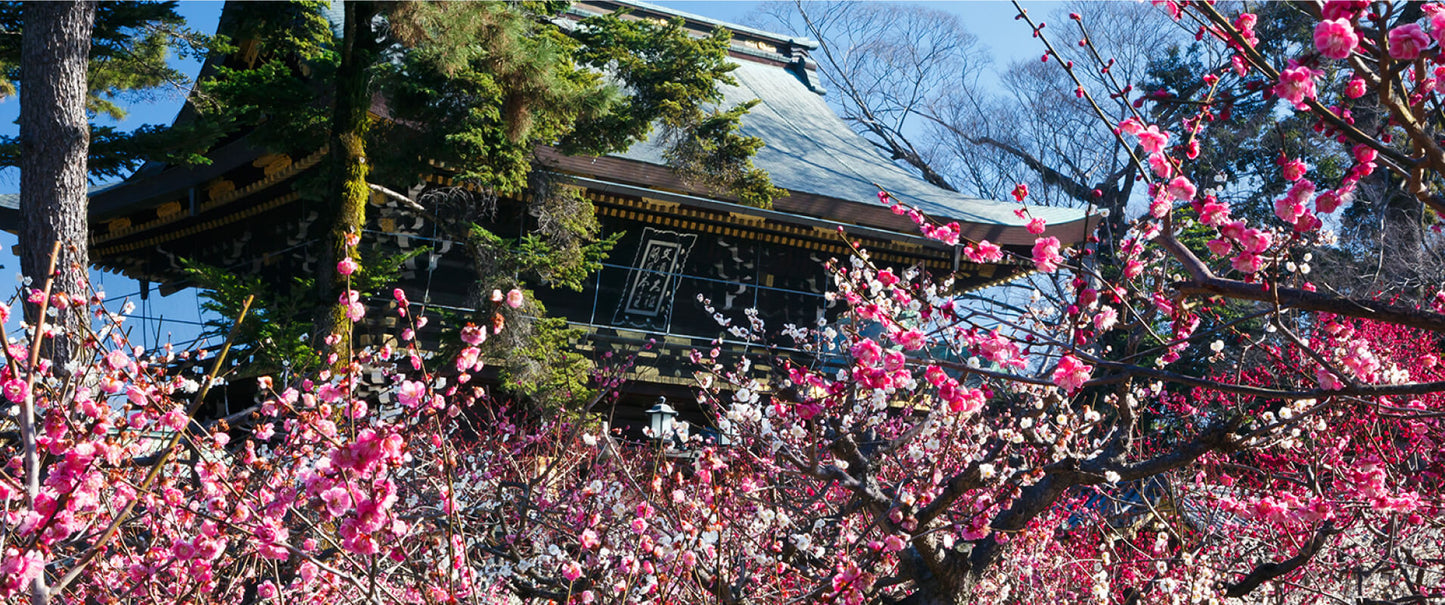 Kitano Tenmangu Shrine