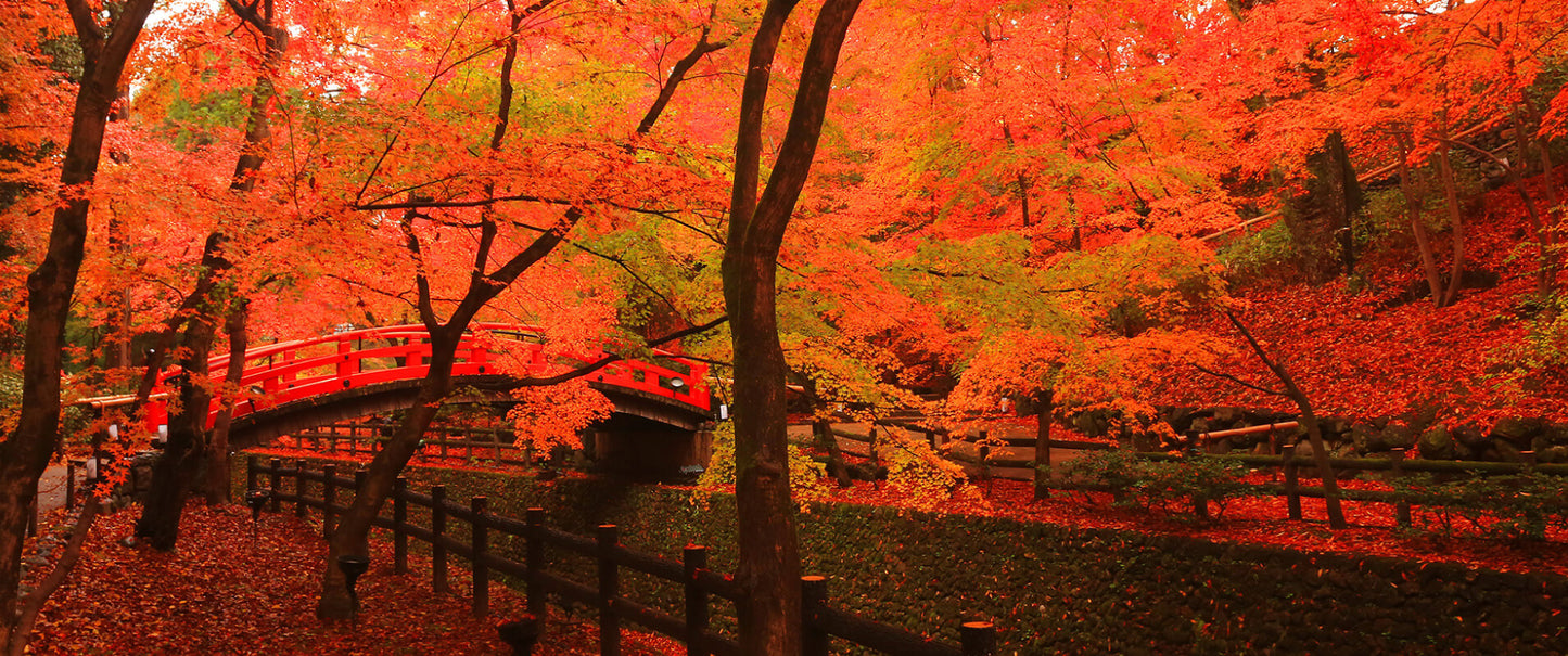 Kitano Tenmangu Shrine