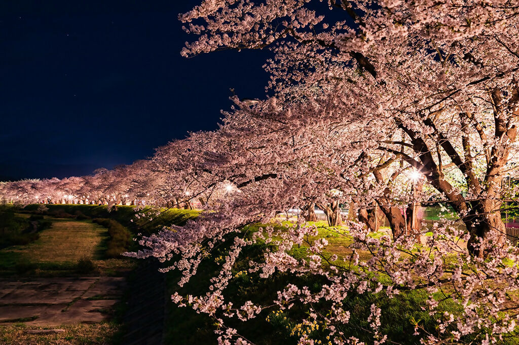 夜桜
