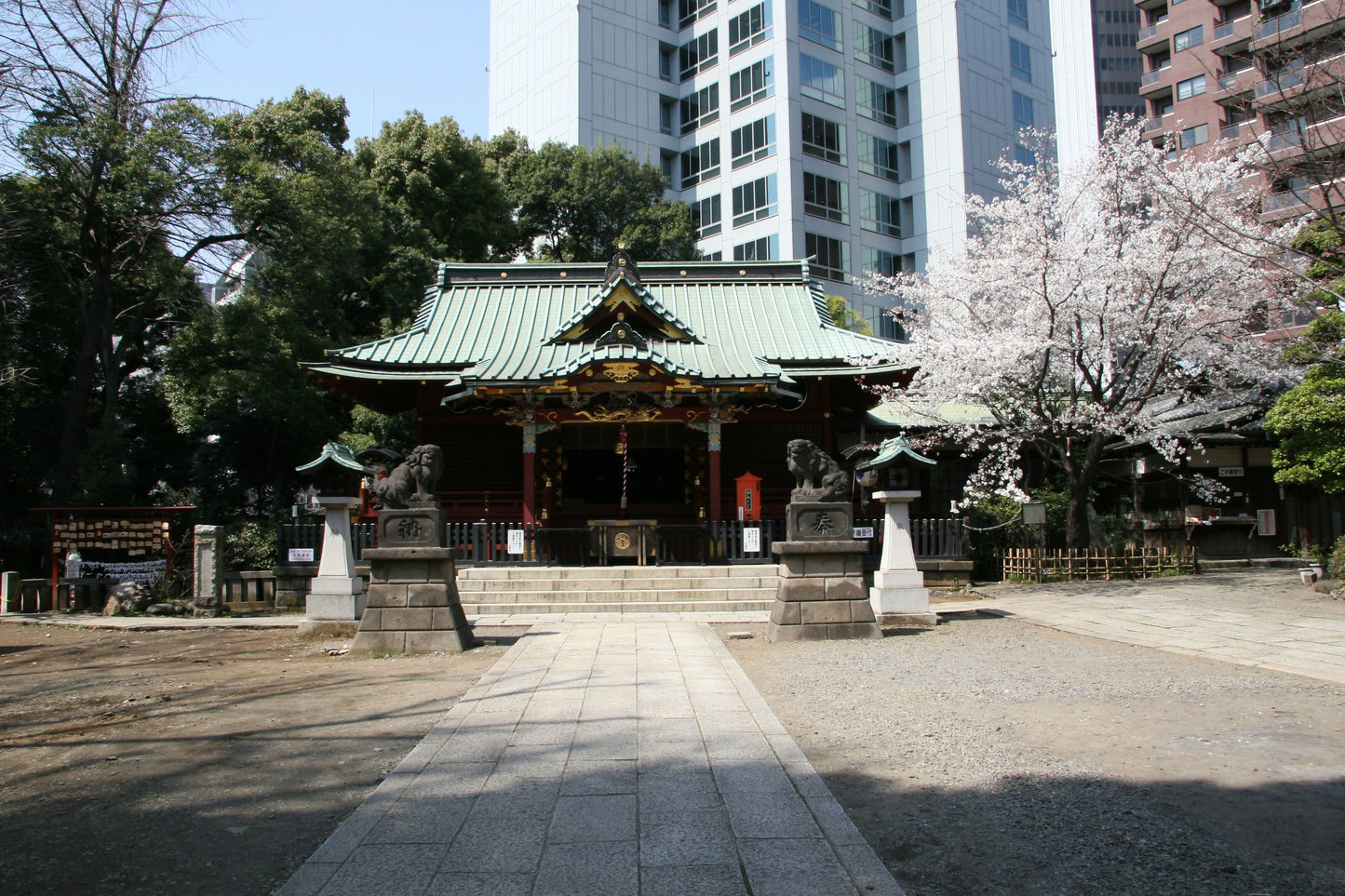 社殿と金王桜2