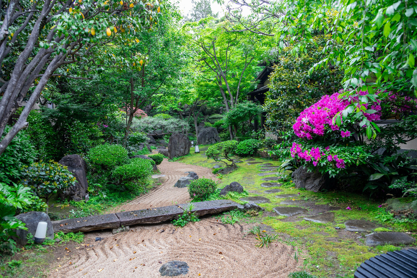 2024年4月苔庭-1