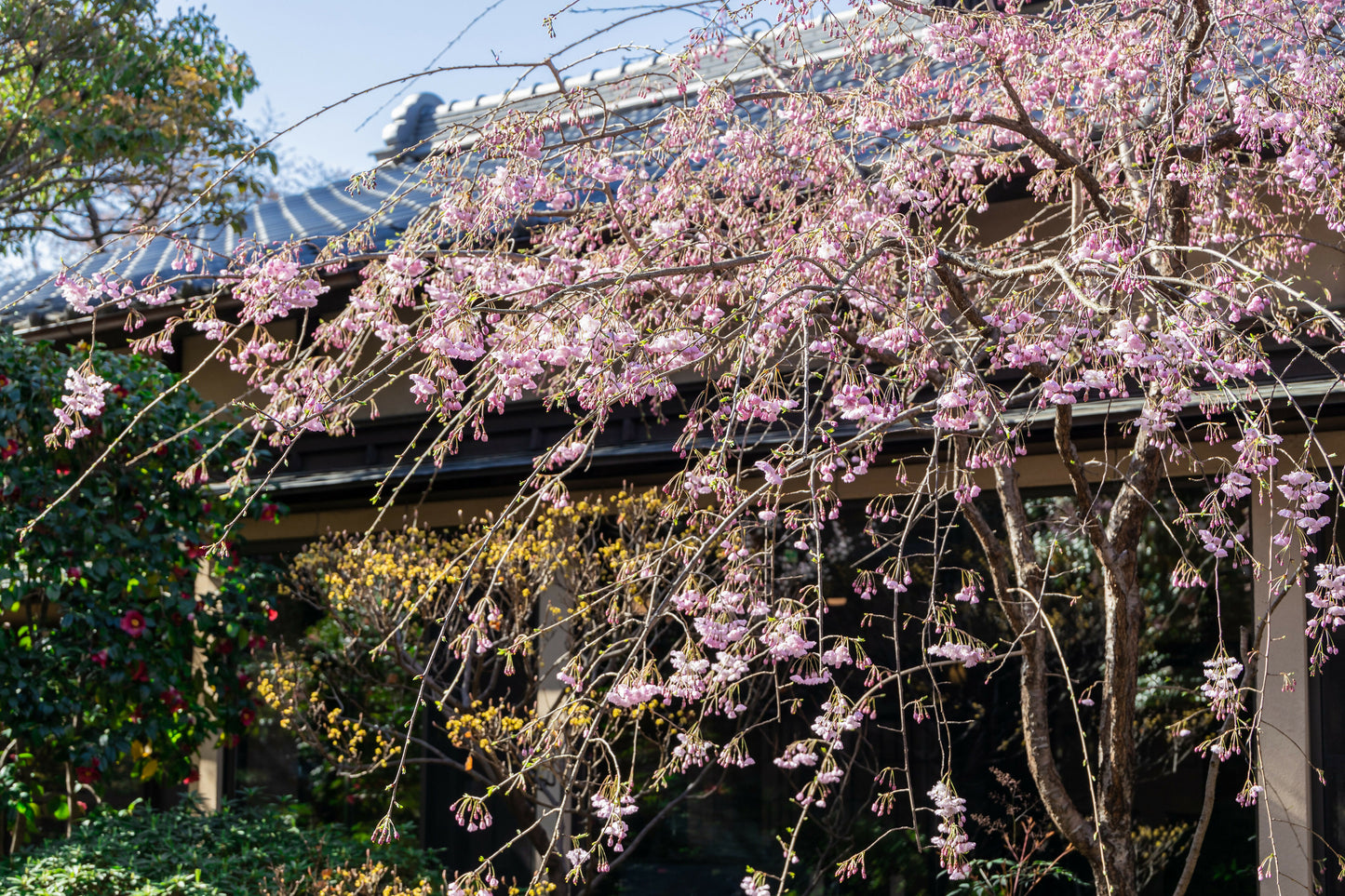 2023年3月枝垂桜-1-25