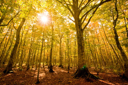 JAPAN YOGA RETREAT Sep. 28th - Oct. 4th, 2026 with Dagmar Spremberg