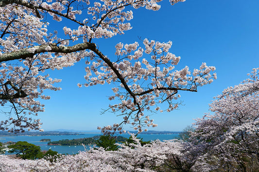 松島_桜