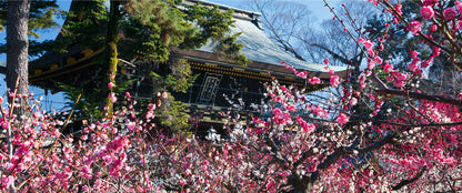 Kitano Tenmangu Shrine
