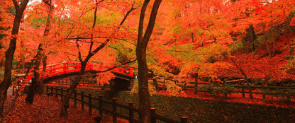 Kitano Tenmangu Shrine
