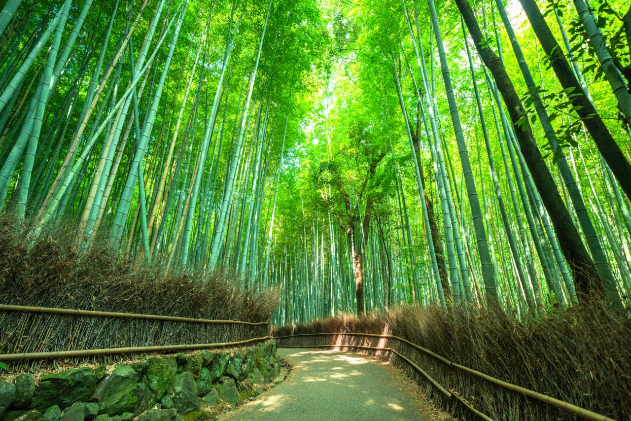 Kyoto Cultural Add-on: An Immersion into Tradition